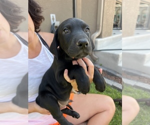 Doberman Pinscher-Labrador Retriever Mix Dog for Adoption in FRUITA, Colorado USA