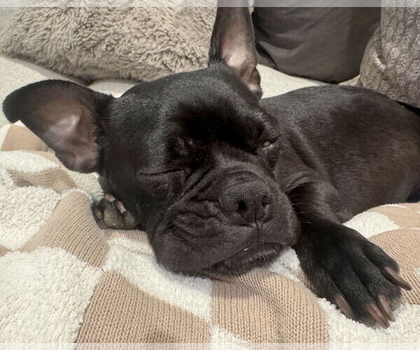Medium Photo #10 Faux Frenchbo Bulldog Puppy For Sale in Corona, CA, USA