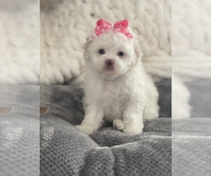 Japanese Chin-Maltipoo Mix Puppy for sale in BIRCH TREE, MO, USA