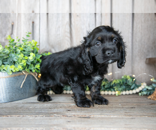 Medium Photo #1 Cocker Spaniel Puppy For Sale in BALTIC, OH, USA