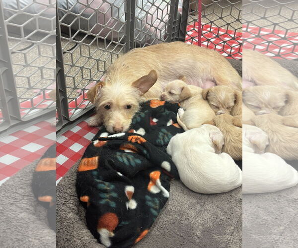 Medium Photo #4 Mutt Puppy For Sale in Grafton, WI, USA