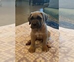Puppy 3 Cane Corso