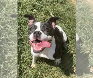 American Pit Bull Terrier-Unknown Mix Dogs for adoption in Wetumpka, AL, USA