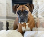 Small #1 Boxer