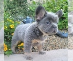 Small Photo #15 French Bulldog Puppy For Sale in LAS VEGAS, NV, USA