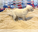 Small #2 Labrador Retriever