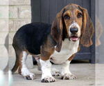 Small #2 Basset Hound