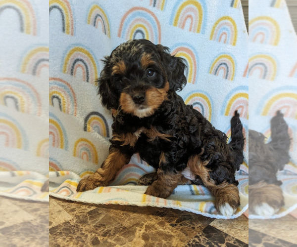 Medium Photo #1 Miniature Bernedoodle Puppy For Sale in SPARTA, MO, USA