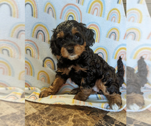 Miniature Bernedoodle Puppy for sale in SPARTA, MO, USA