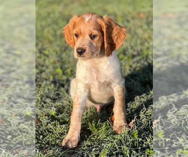 Medium Photo #1 Brittany Puppy For Sale in BERKSHIRE, NY, USA