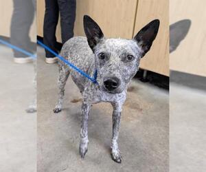 Mutt Dogs for adoption in Camarillo, CA, USA