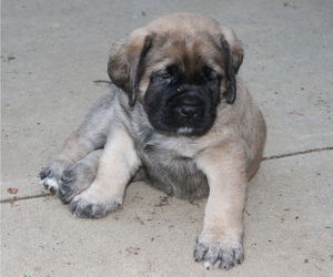 Mastiff Puppy for sale in ANNANDALE, VA, USA