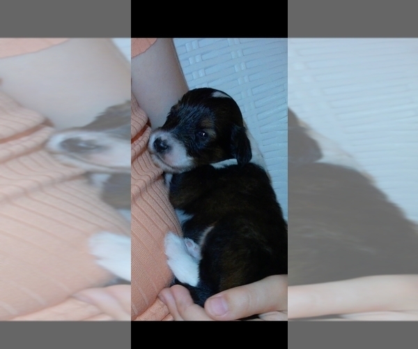 Medium Photo #1 Cadoodle Puppy For Sale in PERU, IN, USA
