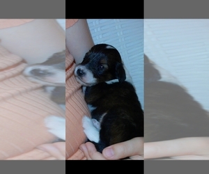 Cadoodle Puppy for sale in PERU, IN, USA
