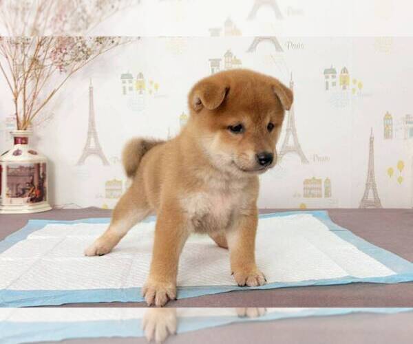 Medium Photo #5 Shiba Inu Puppy For Sale in DALLAS, TX, USA