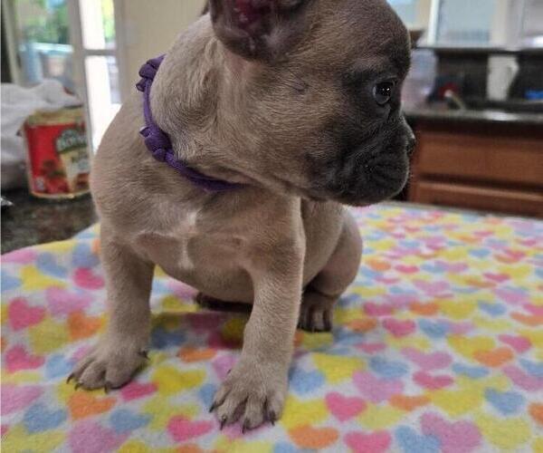 Medium Photo #7 French Bulldog Puppy For Sale in SACRAMENTO, CA, USA