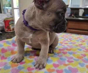 Medium French Bulldog