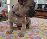 Puppy Purple Boy French Bulldog
