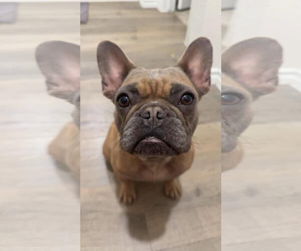 Medium Photo #1 French Bulldog-Unknown Mix Puppy For Sale in Rockwall, TX, USA