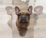 Small French Bulldog Mix