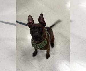 American Staffordshire Terrier-German Shepherd Dog Mix Dogs for adoption in Holly Springs, NC, USA