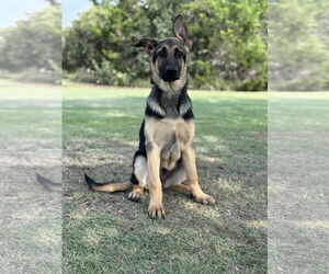 German Shepherd Dog Dogs for adoption in PIPE CREEK, TX, USA