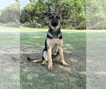 Small German Shepherd Dog