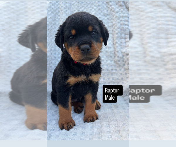 Medium Photo #1 Rottweiler Puppy For Sale in NARVON, PA, USA