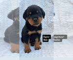 Puppy 3 Rottweiler