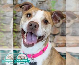 Boxer-Unknown Mix Dogs for adoption in Kennesaw, GA, USA