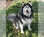 Small #1 Siberian Husky