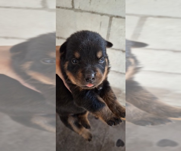 Medium Photo #6 Rottweiler Puppy For Sale in LAKELAND, FL, USA