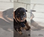Litter of 6 - Male(s) and Female(s) RottweilerLitter of Puppies for Sale - Photo #6