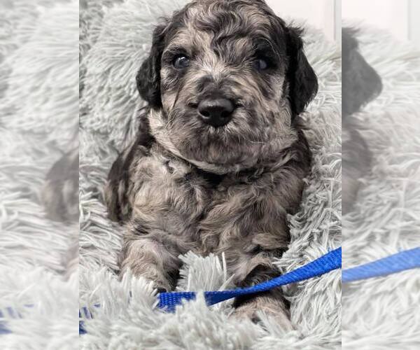 Medium Photo #4 Labradoodle Puppy For Sale in PIERSON, FL, USA