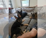Small #5 German Shepherd Dog
