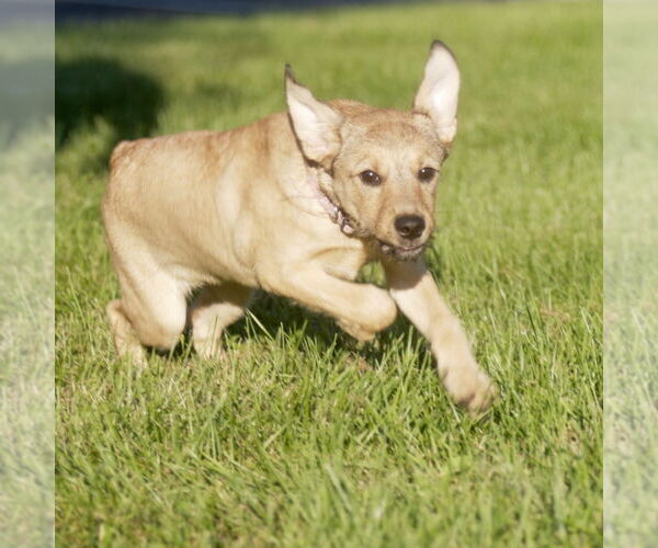 Medium Photo #6 Mutt Puppy For Sale in Brooklyn Center, MN, USA