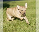 Small #5 Mutt