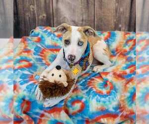 Mychelle - Female Mutt Dog for Adoption - Photo #3