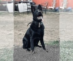 Small Photo #4 German Shepherd Dog Puppy For Sale in HAYWARD, CA, USA