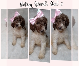Goldendoodle-Poodle (Standard) Mix Puppy for sale in INDIANAPOLIS, IN, USA