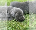 Small Photo #6 Labrador Retriever Puppy For Sale in FELTON, PA, USA