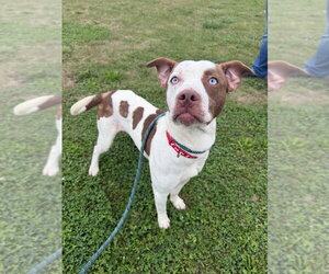 Dixon - Male American Staffordshire Terrier-Unknown Mix Dog for Adoption - Photo #2