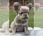 Small #3 French Bulldog