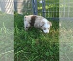 Small Photo #3 Australian Shepherd Puppy For Sale in ZANESVILLE, OH, USA