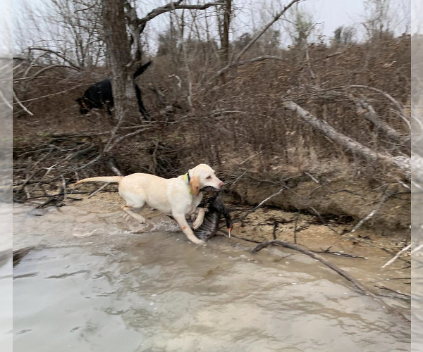 Medium Photo #1 Labrador Retriever Puppy For Sale in CONVERSE, TX, USA