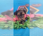 Small Photo #24 Yorkshire Terrier Puppy For Sale in AKRON, OH, USA