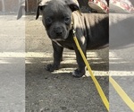 Small #1 American Bully