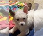 Small #1 Chinese Crested