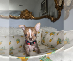 Chihuahua Puppy for sale in CHARLOTTE, NC, USA