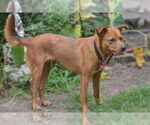 Small #1 Feist Terrier Mix